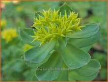 Rose-Root