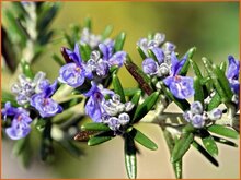 Rosemary Rosemary