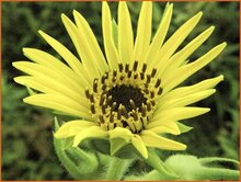 Rosinweed Rosinweed