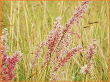 Ruby-Grass