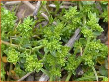 Rupturewort