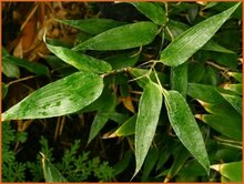 Ruscus-Bamboo