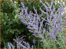 Russian-Sage