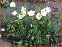 Sahuc Rock Rose Sahuc-Rock-Rose
