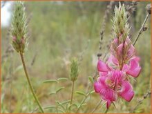 Sainfoin Sainfoin