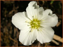 Sandwort