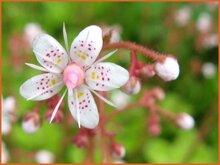 Saxifrage Saxifrage