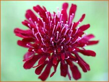 Scabious