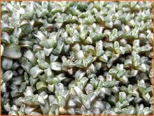 Scabwort