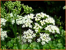 Scotch-Lovage