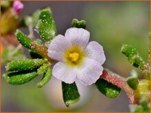 Sea Heath Sea-Heath