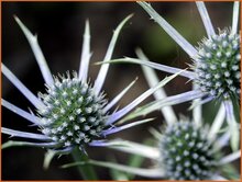 Sea Holly Sea-Holly