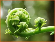 Shield-Fern