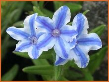 Shrubby Gromwell Shrubby-Gromwell