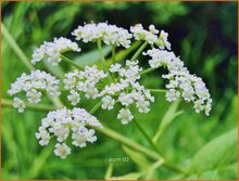 Skirret Skirret