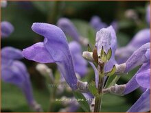 Skullcap
