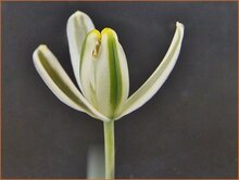 Slime-Lily