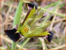 Snake's Head Iris Snakes-Head-Iris