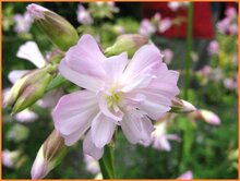 Soapwort