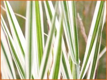 Soft-Grass