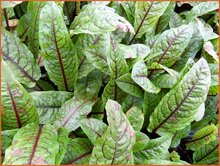 Sorrel