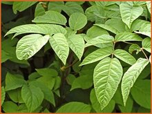 Spikenard Spikenard