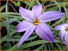 Spring-Starflower