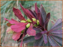 Spurge Spurge