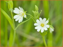 Stitchwort Stitchwort