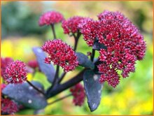 Stonecrop Stonecrop