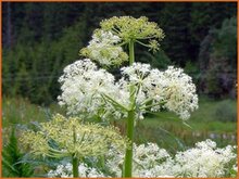 Striped-Hemlock