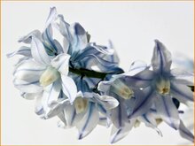 Striped-Squill