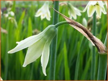 Summer Hyacinth Summer-Hyacinth