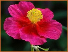 Sun Rose Sun-Rose