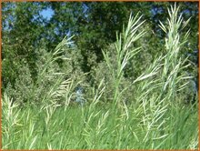 Sweetgrass Sweetgrass