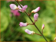 Tick Trefoil Tick-Trefoil