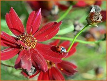 Tickseed Tickseed