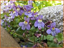 Toadflax (Cymbalaria) Toadflax-(Cymbalaria)