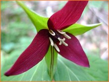Trinity Flower Trinity-Flower
