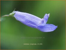 Trumpet Spurflower Trumpet-Spurflower