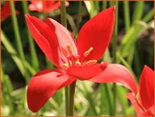 Tulip