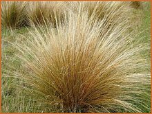 Tussock-Grass