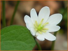 Twin Leaf Twin-Leaf