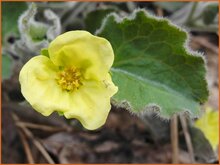 Upright Wild Ginger Upright-Wild-Ginger