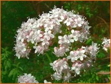 Valerian Valerian