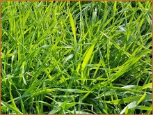 Vernal Grass Vernal-Grass