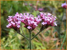 Vervain Vervain