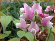 Vetchling Vetchling