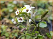 Watercress Watercress