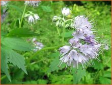 Waterleaf